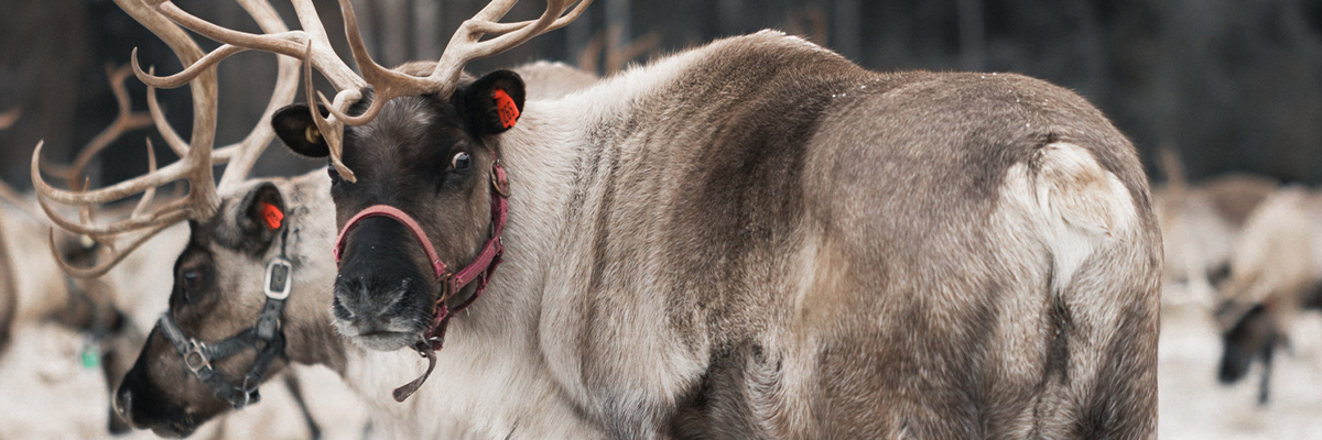 alaska wildlife holiday
