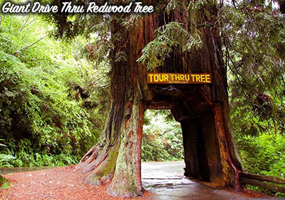 redwood holiday